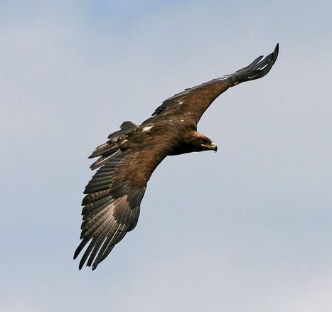 Conflict Over Golden Eagle Death News Briti