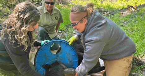 Stuck with a lid around it's neck for two years, Michigan bear finally freed by DNR | Industry 411 - Waste Management | Scoop.it
