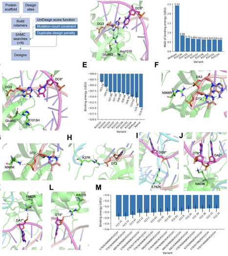 Fully computational design of PAM-relaxed Staphylococcus aureus Cas9 with expanded targeting capability | brvbe | RMH | Scoop.it