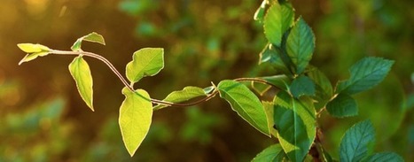 Vine Co-Founder Colin Kroll Steps Down From Day-To-Day Role | INNOVATION ET TECHNOLOGIES | Scoop.it