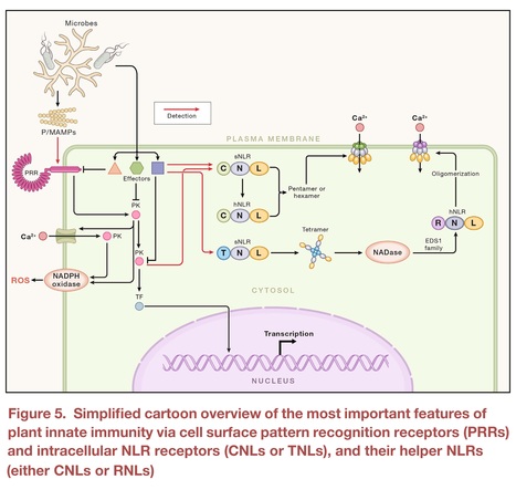 The plant immune system: From discovery to deployment - Review | Plant hormones (Literature sources on phytohormones and plant signalling) | Scoop.it