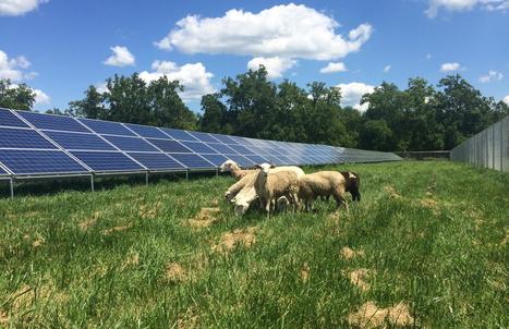Sheep come to aid Vienna with solar power plant maintenance | TheMayor.EU | Energy Transition in Europe | www.energy-cities.eu | Scoop.it