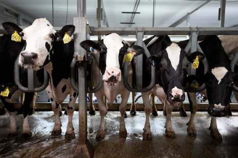 Dairy CAFO seeks to consolidate, grow herd by thousands in southern Wisconsin | Industry 411 - Waste Management | Scoop.it
