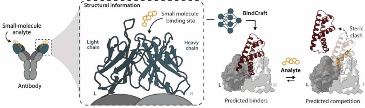 De novo design of protein competitors for small...