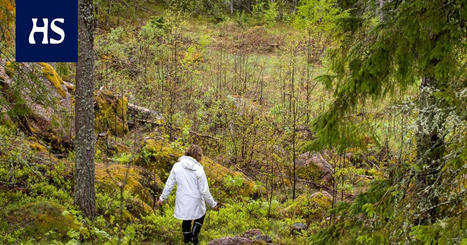 Suojeltu metsä on erinomainen hiilinielu - Mielipide | HS.fi | 1Uutiset - Lukemisen tähden | Scoop.it