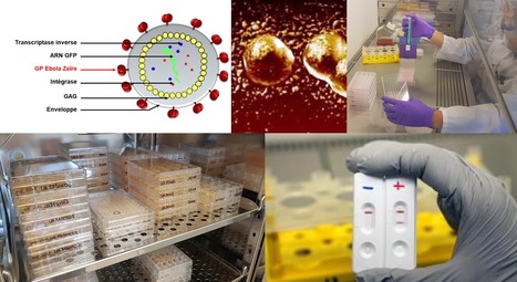 FOCUS PLATEFORME : eZYMAB développe les anticorps monoclonaux ou polyclonaux dont vous avez besoin, quelle que soit votre application - Exemple choisi du test rapide antigénique Ebola | Life Sciences Université Paris-Saclay | Scoop.it