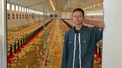 « On est un peu les oubliés » : les producteurs de volailles de chair veulent être mieux rémunérés - Ouest France [Abonnés] | Agriculture en Pays de la Loire | Scoop.it
