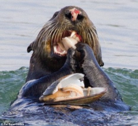 Did our human ancestors have super strong teeth like sea otters?   | Archaeology News | Scoop.it