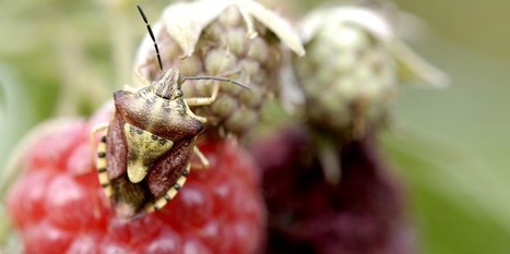 Jardipartage : Ces petites bêtes… mangent nos framboises ! | Les Colocs du jardin | Scoop.it