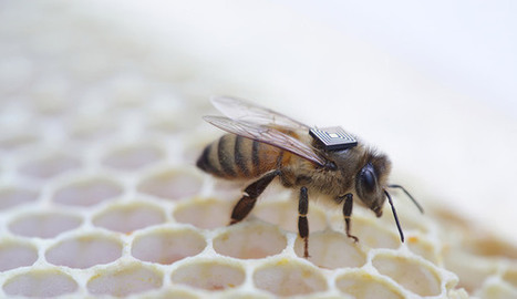 Une abeille "Intel Inside" | EntomoNews | Scoop.it