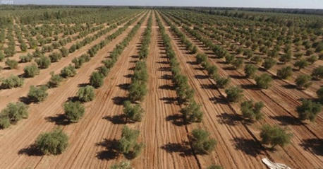 La Tunisie accapare 20% des surfaces mondiales consacrées aux oliviers | OLIVE NEWS | Scoop.it