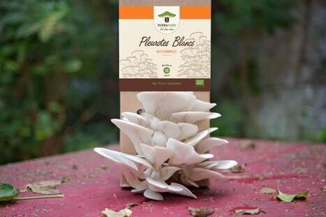 Ils font pousser des champignons Bio sur du marc de café | La Sagesse de la Nature | Scoop.it