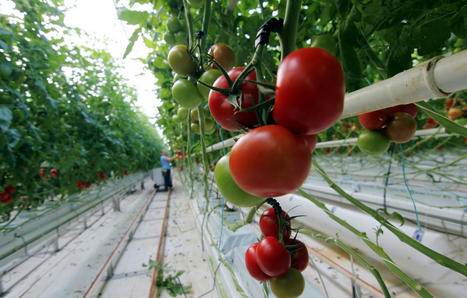 « Complètement irrationnel »… Ces agriculteurs rouges de colère contre les tomates bio sous serre chauffée | Attitude BIO | Scoop.it