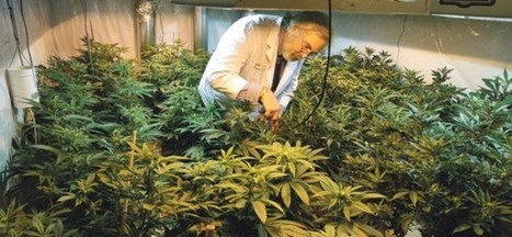 Serbian Doctor: “I Had Cancer, Cannabis Oil Brought My Life Back” | Health Supreme | Scoop.it