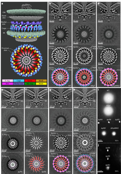 Structural insights into the assembly and evolu...
