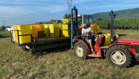 "Plus de travail, dans un temps végétatif raccourci", les vignerons alsaciens s'adaptent au réchauffement climatique - ici | Alsace Actu | Scoop.it