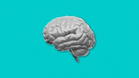 Resources on Learning and the Brain | Education 2.0 & 3.0 | Scoop.it