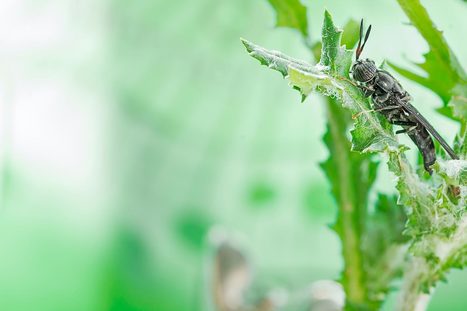 InnovaFeed : des insectes pour nourrir les poissons et le monde | Variétés entomologiques | Scoop.it