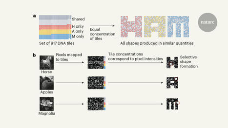 Self-assembling DNA recognizes patterns | SynBioFromLeukipposInstitute | Scoop.it