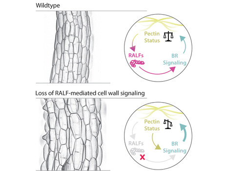 Curr Biol: A RALF-brassinosteroid signaling circuit regulates Arabidopsis hypocotyl cell shape (2025) | Publications from The Sainsbury Laboratory | Scoop.it