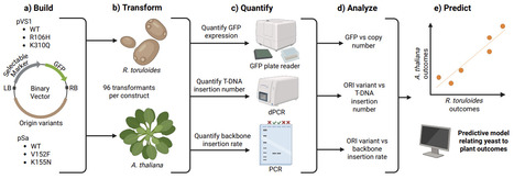 Binary vector origin predictably determines Agrobacterium-mediated transformation outcome across eukaryotic kingdom | brvp | RMH | Scoop.it