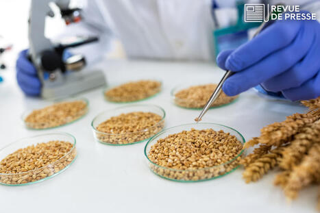 UE : Un accord sur l'autorisation de "nouveaux OGM" | EUROPES | Scoop.it