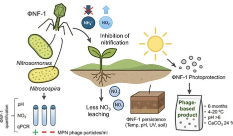 Harnessing the Infectivity and Stability of Bacteriophage &Phi;NF-1 in a Phage-Based Product for Sustainable Nitrification Control | acs | RMH | Scoop.it