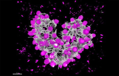 Des colonies de cellules aux animaux : une transition revisit&eacute;e | EntomoScience | Scoop.it