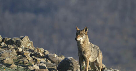Le Parlement européen acte le déclassement du statut de protection du loup - Libération | Biodiversité | Scoop.it