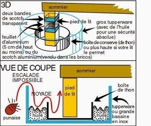 Extermination bio des punaises de lit : M&eacute;thode | Vari&eacute;t&eacute;s entomologiques | Scoop.it