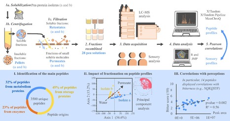 Identification et caract&eacute;risation des principaux peptides dans les isolats prot&eacute;iques de pois | Life Sciences Universit&eacute; Paris-Saclay | Scoop.it