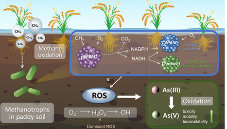 Methanotroph-Derived Reactive Oxygen Species Facilitate Arsenic Oxidation in Paddy Soils | acs | RMH | Scoop.it