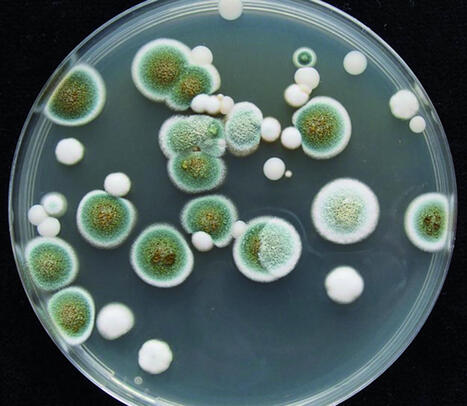 2e &eacute;dition de l'ouvrage de r&eacute;f&eacute;rence "Risques microbiologiques alimentaires" | SCIENCES DE L' ANIMAL | Scoop.it