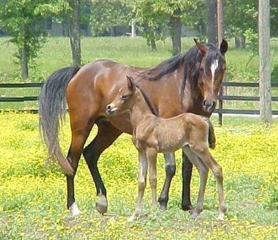 VOUS AIMEZ LE CHEVAL ? CETTE VIDEO EST POUR VOUS. | Cheval et Nature | Scoop.it