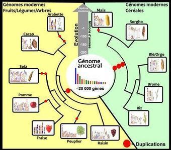 Reconstruire l&rsquo;anc&ecirc;tre des plantes modernes pour comprendre leur &eacute;volution | EntomoScience | Scoop.it