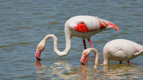 Des chercheurs viennent de découvrir la technique de chasse des flamants roses et elle est impressionnante ! | Biodiversité - @ZEHUB on Twitter | Scoop.it