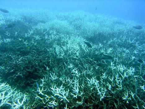 A Coral-Bleaching Event is Devastating Reefs Globally: the Spiritual, Pyschological and Cultural Toll | by Michelle Currie Navakas | CounterPunch.org | @The Convergence of ICT, the Environment, Climate Change, EV Transportation & Distributed Renewable Energy | Scoop.it