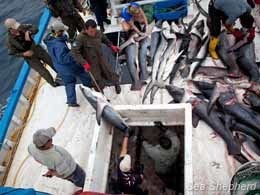 Sea Shepherd :: Another Industrial Shark Fishing Vessel is Apprehended in Galapagos | Galapagos | Scoop.it
