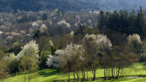 Que serait la vallée sans les merisiers ? | Vallées d'Aure & Louron - Pyrénées | Scoop.it