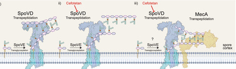Uncovering an alternate pathway of antibiotic resistance in spore-forming bacteria | Ncm | RMH | Scoop.it