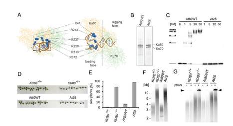 Protection of Arabidopsis blunt-ended telomeres is mediated by a physical association with the Ku heterodimer | The Plant Cell | Scoop.it