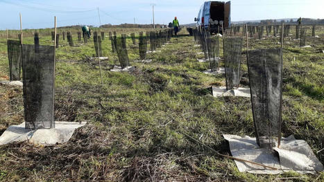 Val-d’Oise : le réchauffement climatique au cœur du projet de la forêt de Maubuisson | Environnement, paysage et biodiversité | Scoop.it