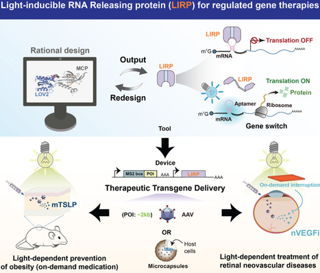 Rationally designed light-inducible RNA-releasing protein for translational regulation and optogenetic control of gene therapies | tin | RMH | Scoop.it