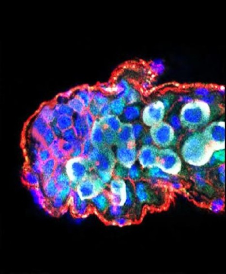 A Genome-Wide Survey of Sexually Dimorphic Expression of Drosophila miRNAs Identifies the Steroid Hormone-Induced miRNA let-7 as a Regulator of Sexual Identity | Bioscience News - GEG Tech top picks | Scoop.it