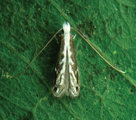 The exciting life cycle of a new Brazilian leaf miner | Insect Archive | Scoop.it