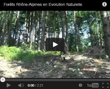 Préserver les forêts anciennes de Rhône-Alpes en les maintenant en évolution naturelle | Variétés entomologiques | Scoop.it