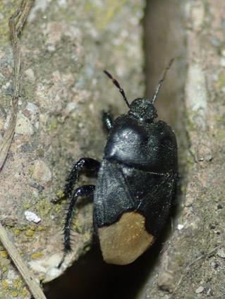 AU MOIS DE JUIN : Punaise noire - Cydnus aterrimus | Les Colocs du jardin | Scoop.it