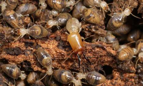 Un termite ne contient qu’un tiers de termite | EntomoNews | Scoop.it
