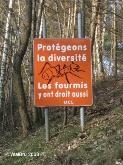 Fourmis WalBru | Variétés entomologiques | Scoop.it