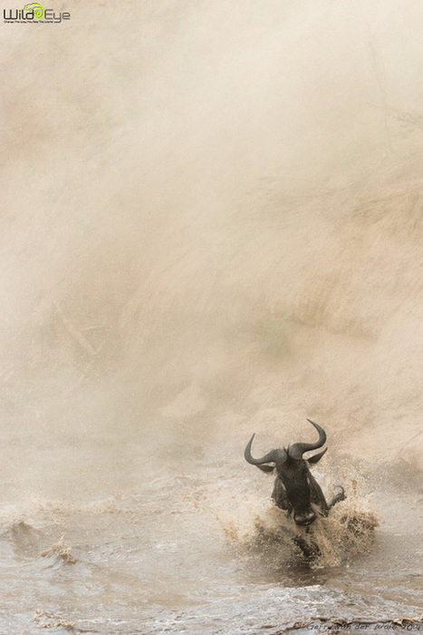 100 Amazing Images from the Mara, The 2014 Edition - Wild Eye Photography | Everything Photographic | Scoop.it